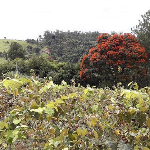 Parreiral e Vinho Serra da Mantiqueira