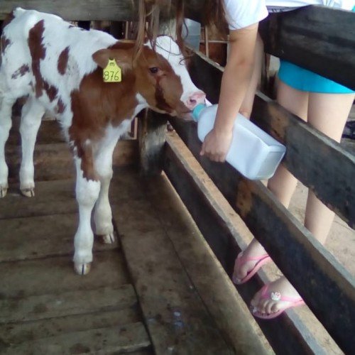 Rancho Jr